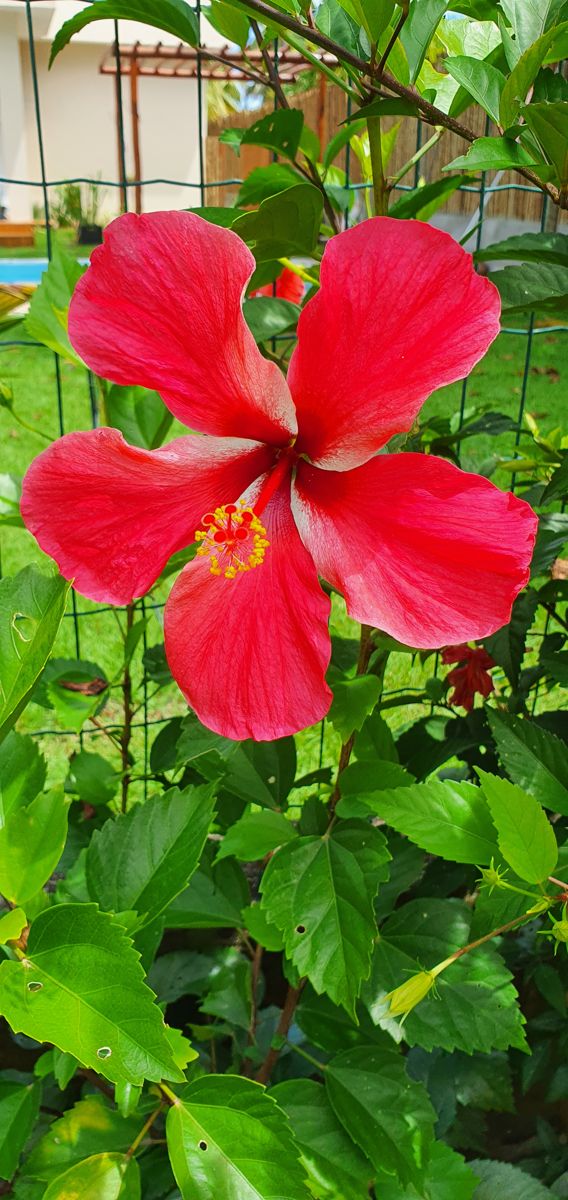 Casa Odara — Hibisco no jardim